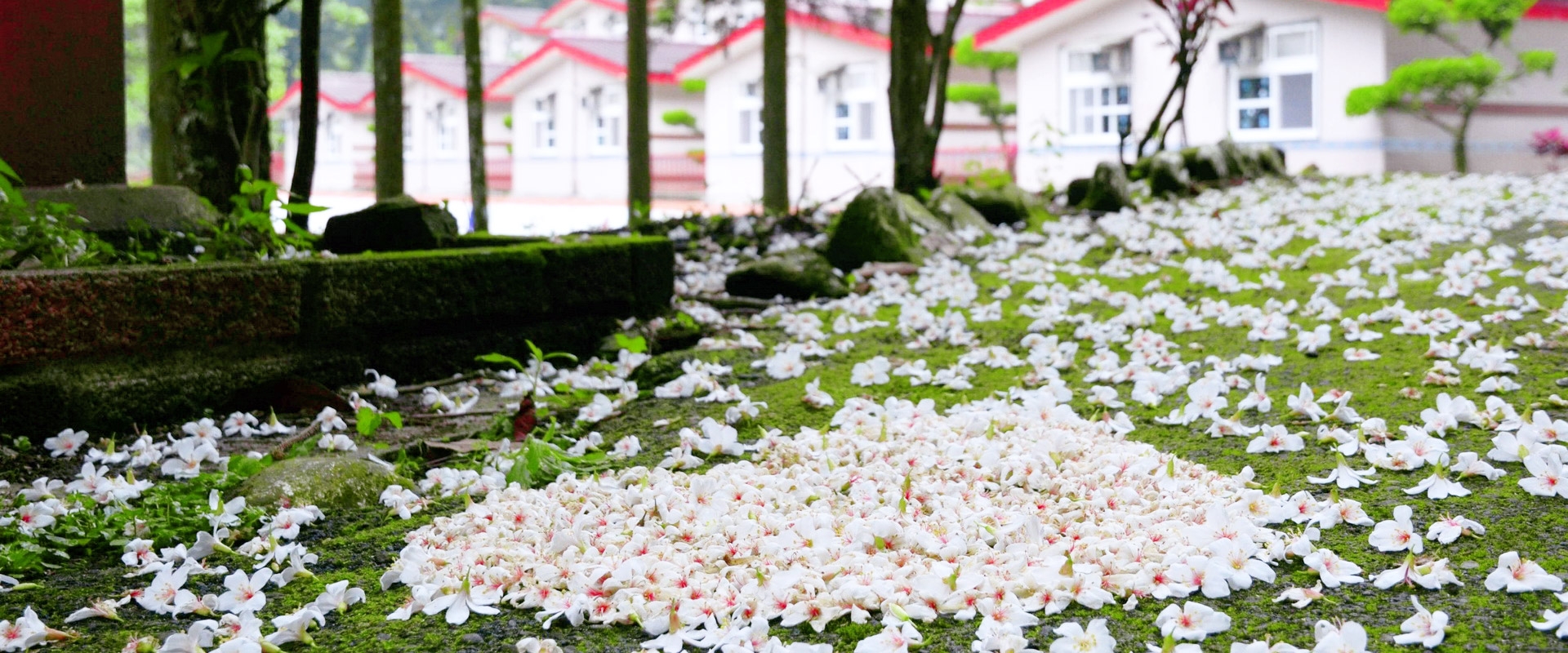南庄民宿春谷農場桐花祭