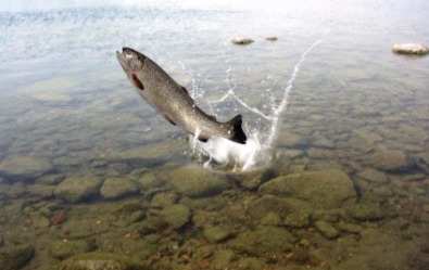 南庄春谷休閒農場養殖之高山淡水鱒魚