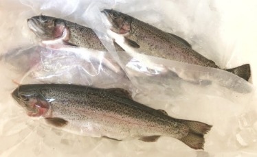 南庄春谷休閒農場引山泉水活水放養、現撈活動力十足的招牌新鮮鱒魚